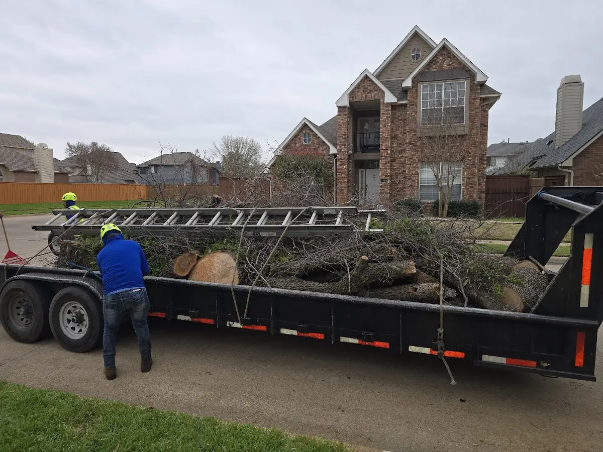 Expert Tree Removal with proper safety equipment in New Marshfield